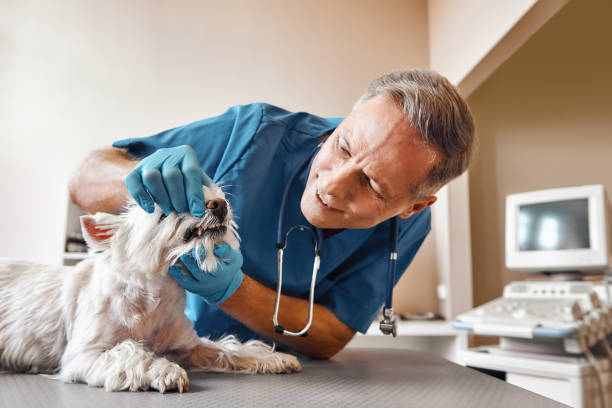 Best Walk-In Emergency Dental Services in White Sulphur Springs, MT